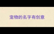 宠物的名字有创意