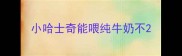 小哈士奇能喂纯牛奶不
