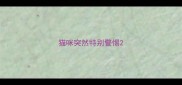 猫咪突然特别警惕