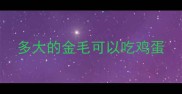 多大的金毛可以吃鸡蛋