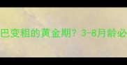 金毛幼犬嘴巴变粗的黄金期3-8月龄必看护理指南