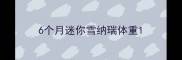 6个月迷你雪纳瑞体重