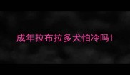 成年拉布拉多犬怕冷吗