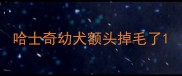 哈士奇幼犬额头掉毛了