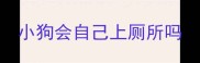 小狗会自己上厕所吗