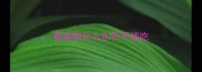 泰迪狗什么东西不能吃