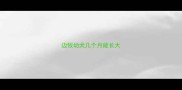 边牧幼犬几个月能长大