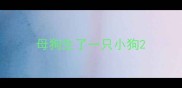 母狗生了一只小狗