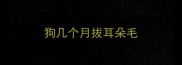 狗几个月拔耳朵毛