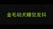 金毛幼犬睡觉发抖