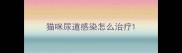 猫咪尿道感染怎么治疗