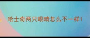 哈士奇两只眼晴怎么不一样