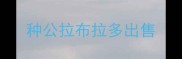 种公拉布拉多出售