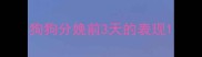 狗狗分娩前3天的表现