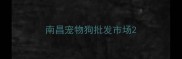 南昌宠物狗批发市场