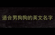 适合男狗狗的英文名字