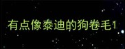 有点像泰迪的狗卷毛
