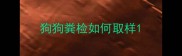 狗狗粪检如何取样