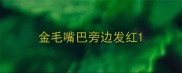 金毛嘴巴旁边发红