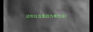 边牧拉血是因为寄生虫