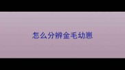 怎么分辨金毛幼崽