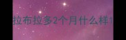 拉布拉多2个月什么样