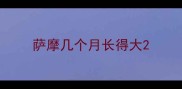 萨摩几个月长得大