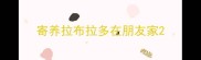 寄养拉布拉多在朋友家