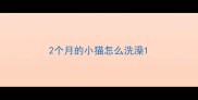 2个月的小猫怎么洗澡
