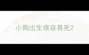 小狗出生很容易死