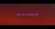 金毛怎么给他洗澡