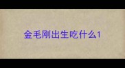金毛刚出生吃什么