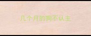 几个月的狗不认主