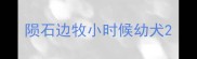 陨石边牧小时候幼犬