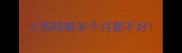 小狗咳嗽半个月都不好