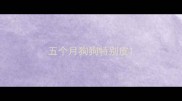 五个月狗狗特别皮