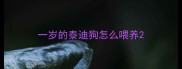 一岁的泰迪狗怎么喂养