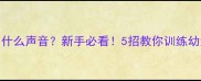 拉布拉多幼犬叫什么声音新手必看5招教你训练幼犬正确回应指令