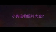 小狗宠物照片大全