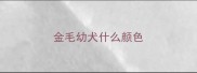 金毛幼犬什么颜色