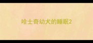 哈士奇幼犬的睡眠