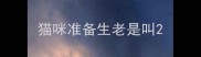 猫咪准备生老是叫