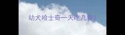 幼犬哈士奇一天吃几餐