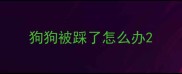 狗狗被踩了怎么办