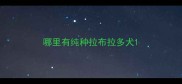 哪里有纯种拉布拉多犬