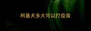 柯基犬多大可以打疫苗