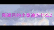 刚满月的小泰迪吃什么