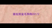 谁捡到金毛狗狗2017