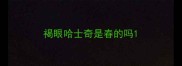 褐眼哈士奇是春的吗