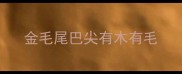 金毛尾巴尖有木有毛